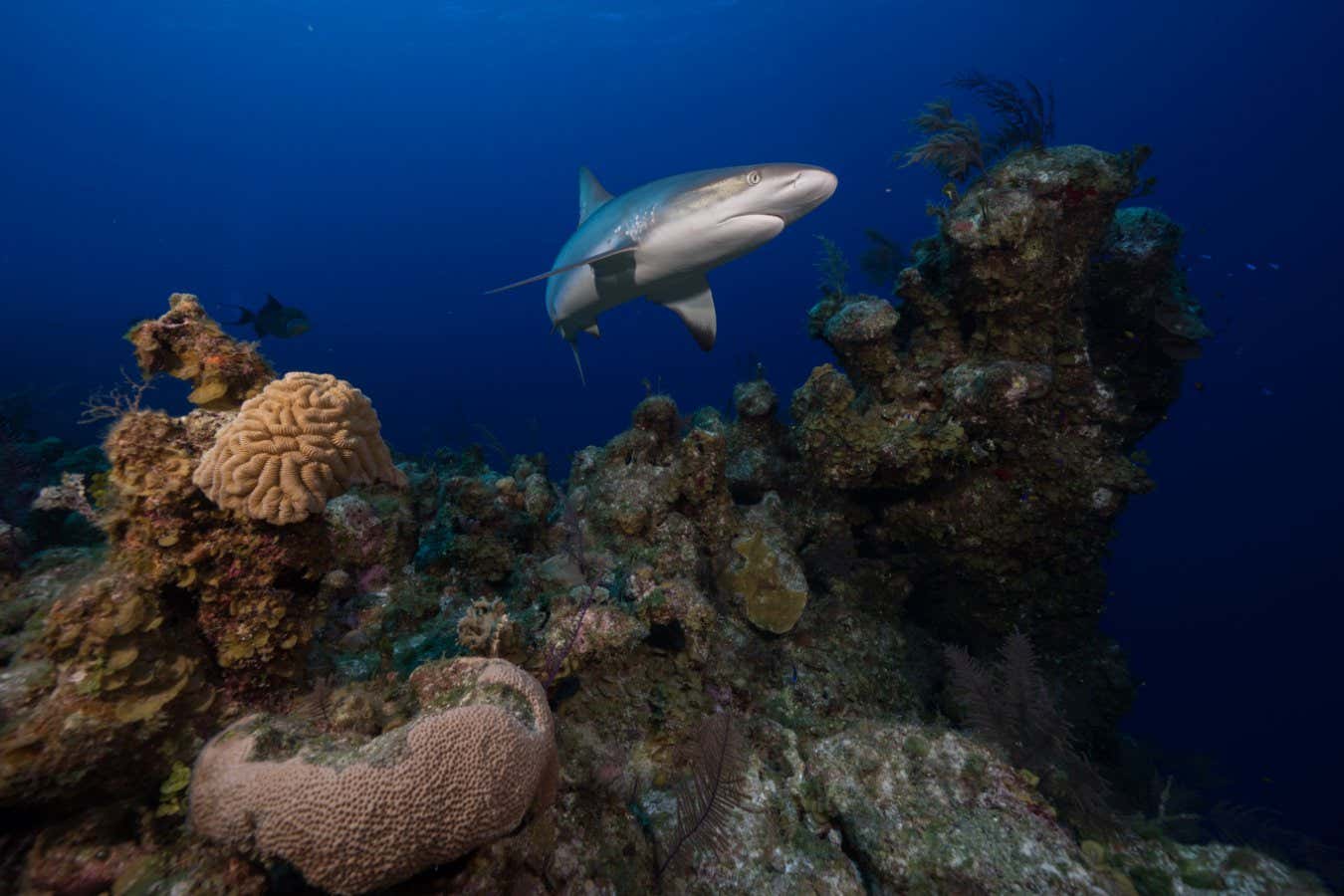 Reef sharks are being wiped out by overfishing so rays are taking over