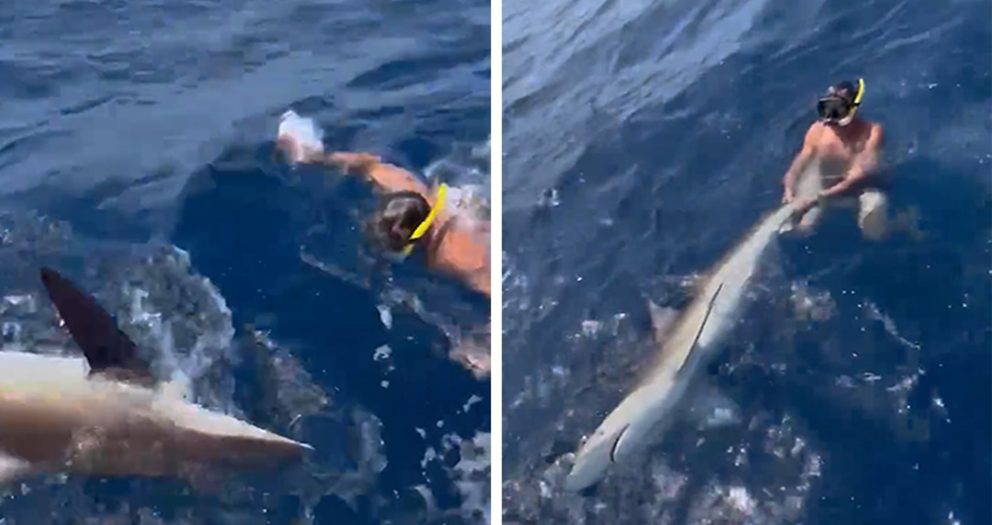 Drew Rosenhaus Wrestles Shark On Fishing Trip With Tyreek Hill