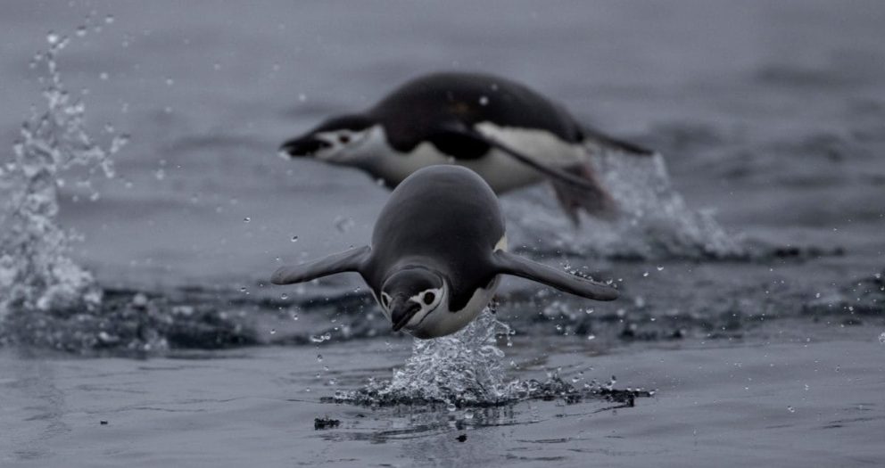 Conserving the Antarctic: Russia, China Block Moves to Protect Fragile Ecosystems for Personal Profits