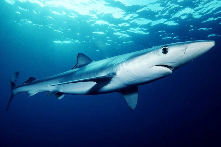Brazil claims record shark fin bust: Nearly 29 tons from 10,000 sharks seized