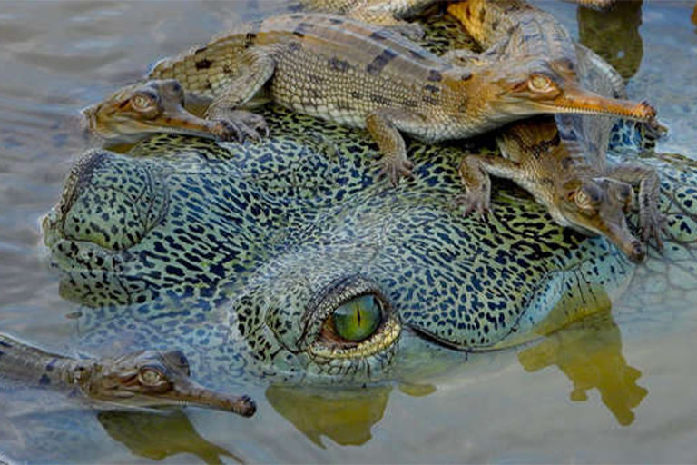 Death of rare male gharial in Nepal highlights conservation crisis