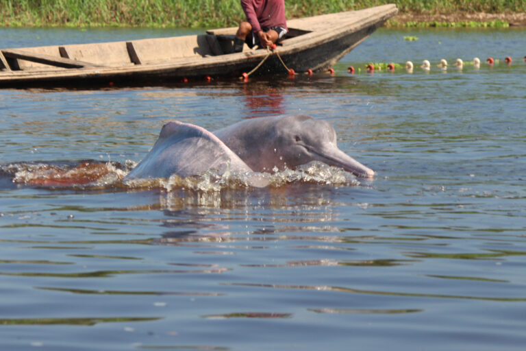 Fishing, dams and dredging close in on Peru’s river dolphins, study shows