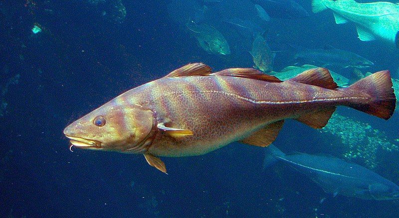 Overfishing linked to rapid evolution of codfish