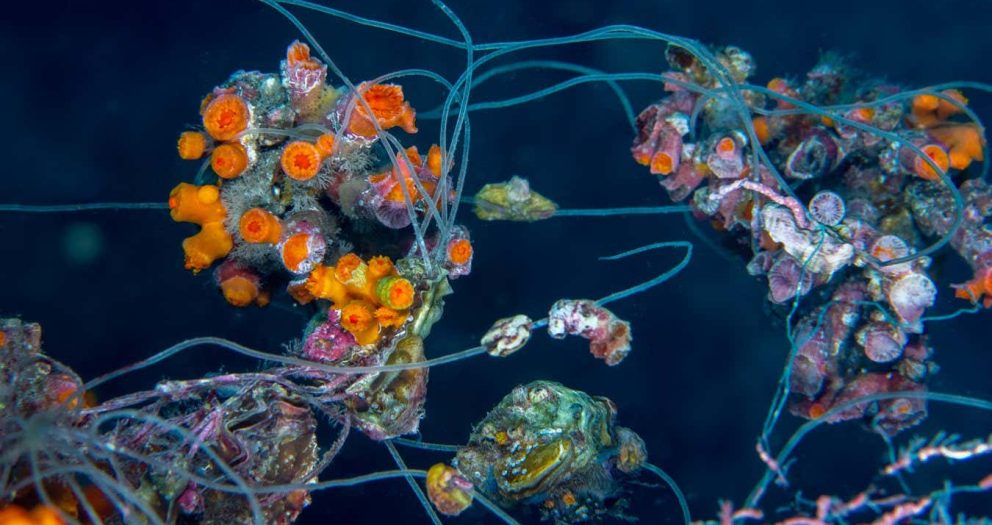 Coral reefs are contaminated with plastic from fishing