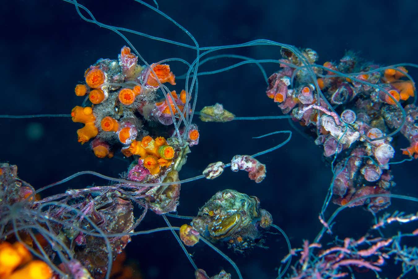 Coral reefs are contaminated with plastic from fishing