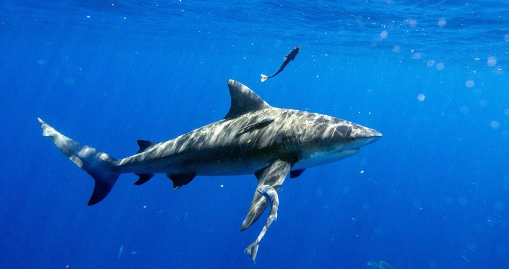 The Great American Shark Slaughter