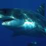 Another report of a shark in Cape Cod Bay leaping out of the water to grab striper on fishing line