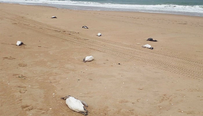 2,000 dead penguins mysteriously wash up on Uruguay coast