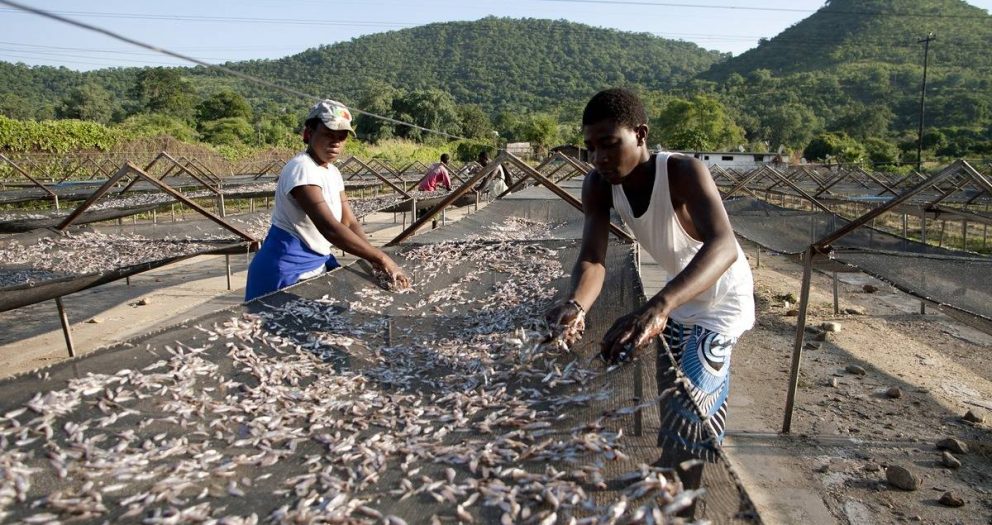 Overfishing depletes the Zambezi