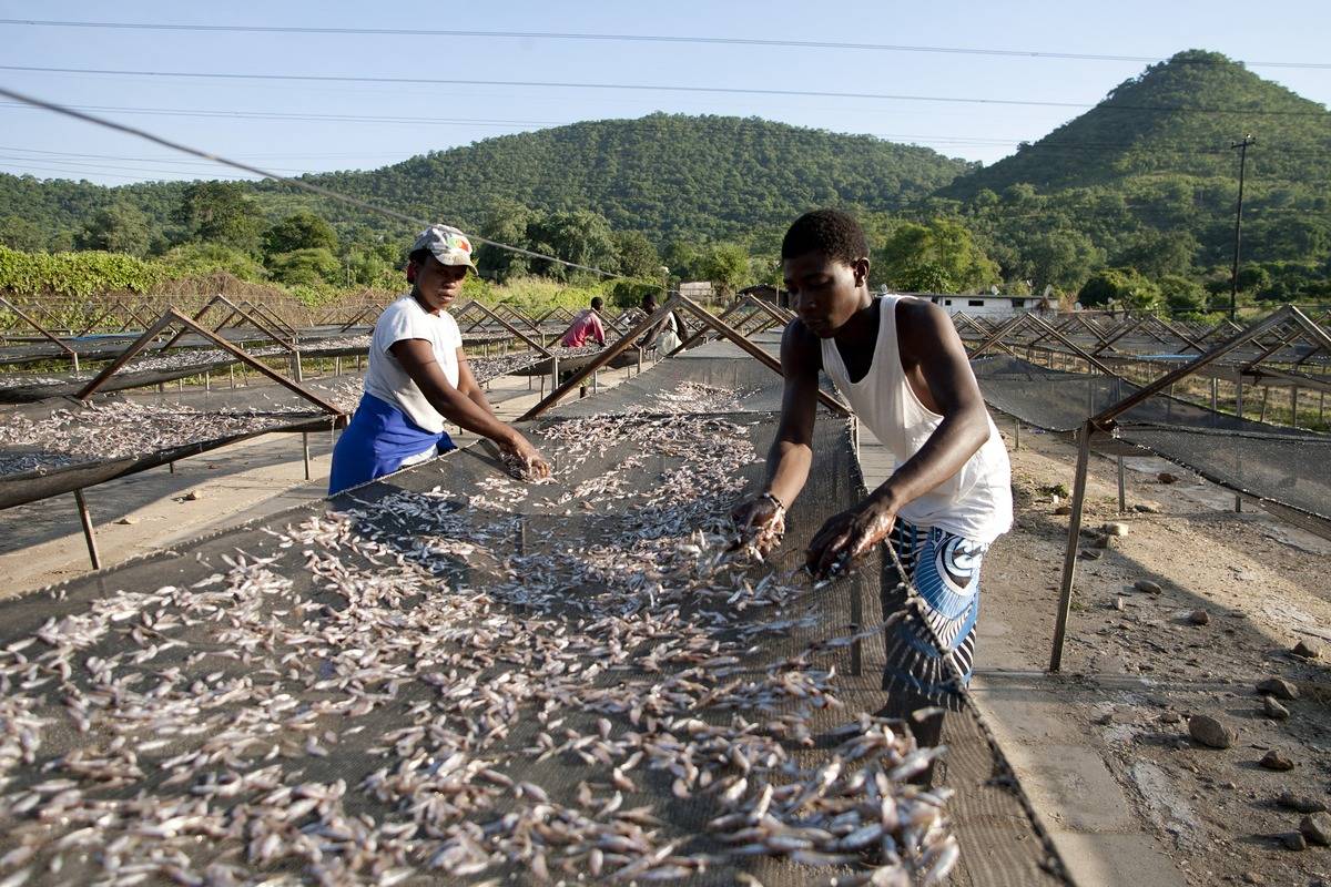 Overfishing depletes the Zambezi