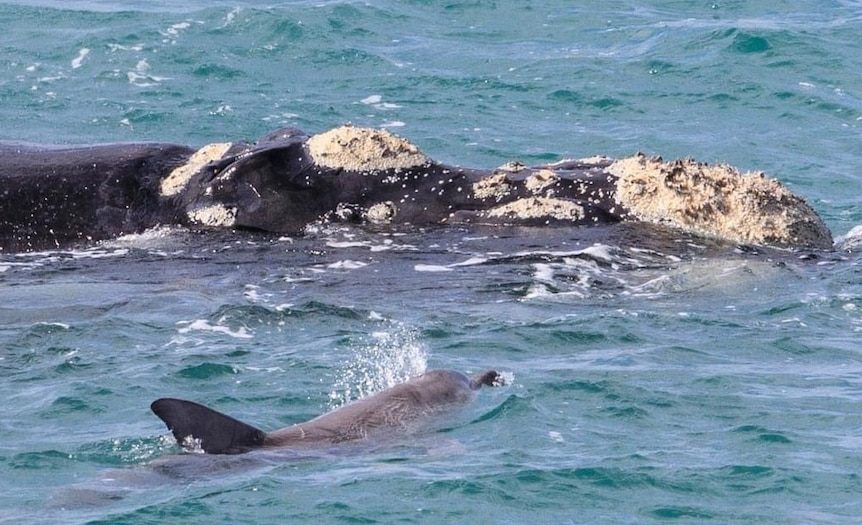 Fury over ‘ludicrous’ commercial fishing decision in whale nursery