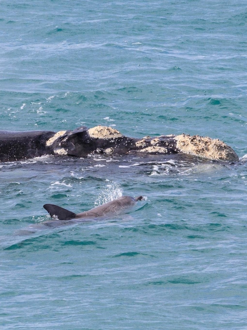 Fury over ‘ludicrous’ commercial fishing decision in whale nursery