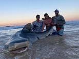 K’gari Island fisherman’s massive 400-kilogram shark catch off the Queensland coast