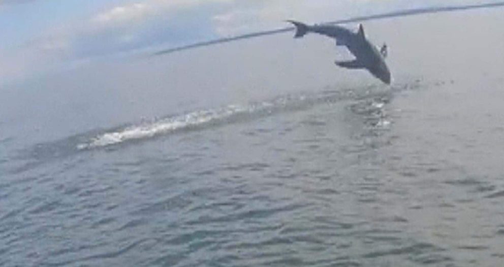 #TheMoment a fisherman hooked a great white shark