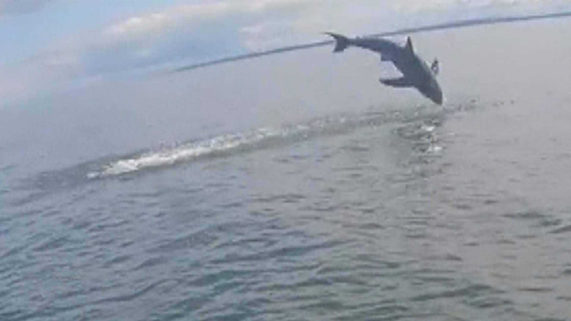 #TheMoment a fisherman hooked a great white shark