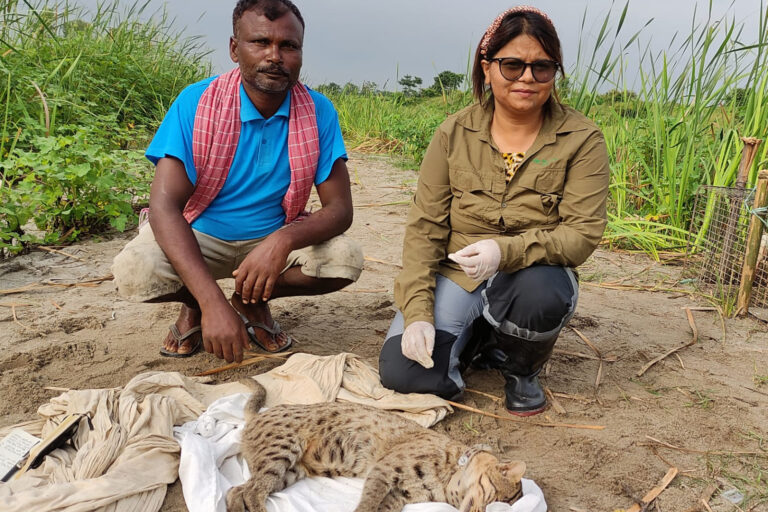 ‘More research leads to more awareness’: Q&A with fishing cat expert Rama Mishra
