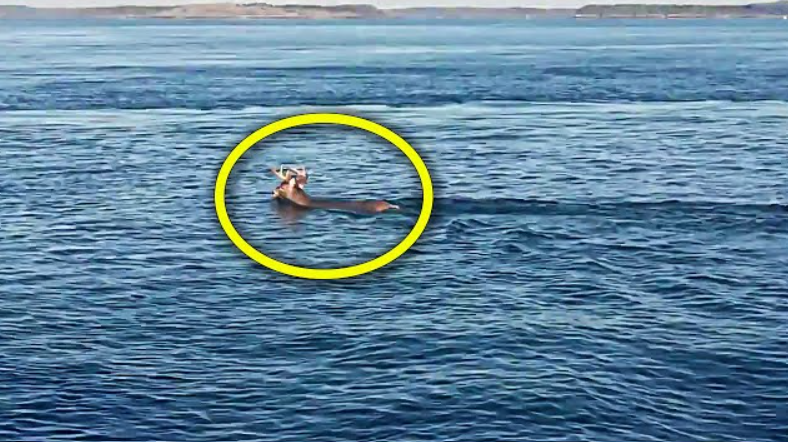 Fishers Couldn’t Believe Their Eyes When They Saw What Was Happening 6 Miles Off Shore