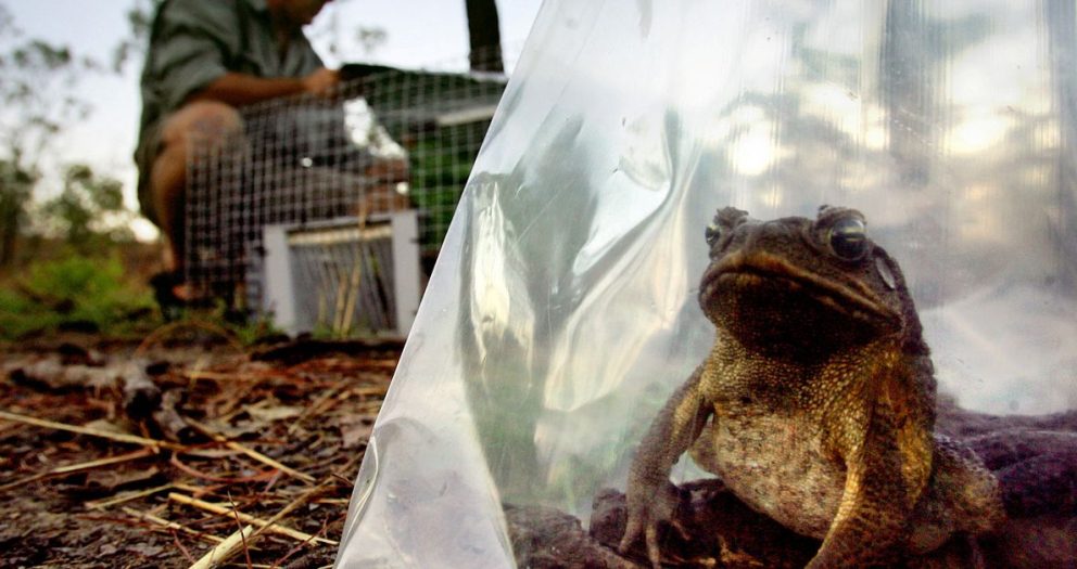 Invasive species costs global economy $423 bln per year