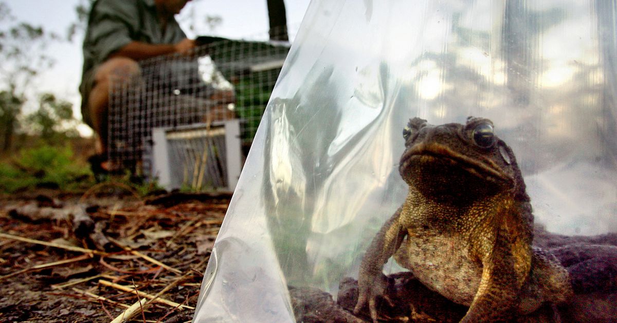 Invasive species costs global economy $423 bln per year