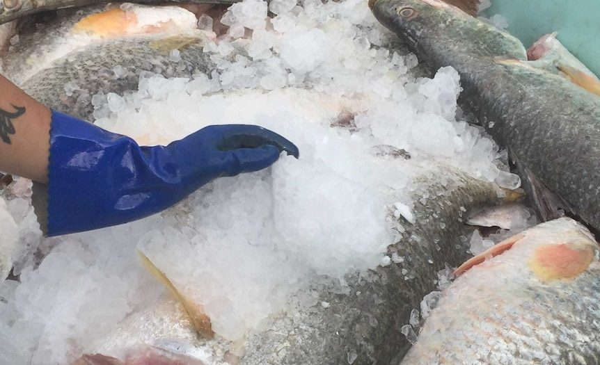 Traditional owners impose snap ban on barramundi fishing in north-east Arnhem Land
