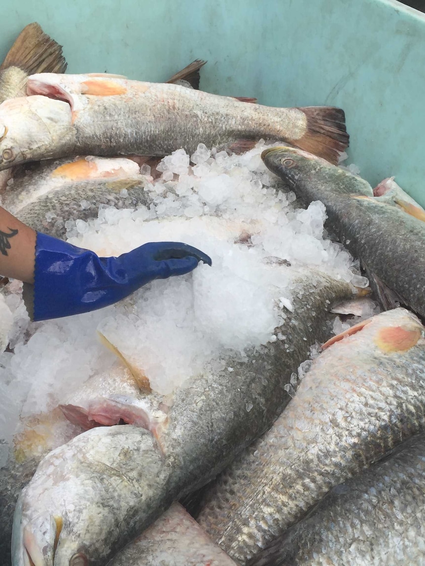 Traditional owners impose snap ban on barramundi fishing in north-east Arnhem Land