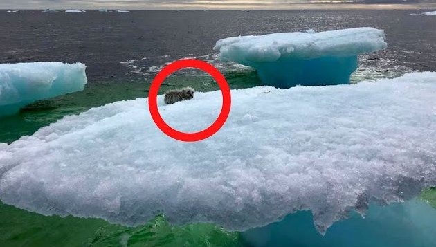 Fishermen Think They Found A Seal On A Floating Iceberg Until They Got A Closer Look