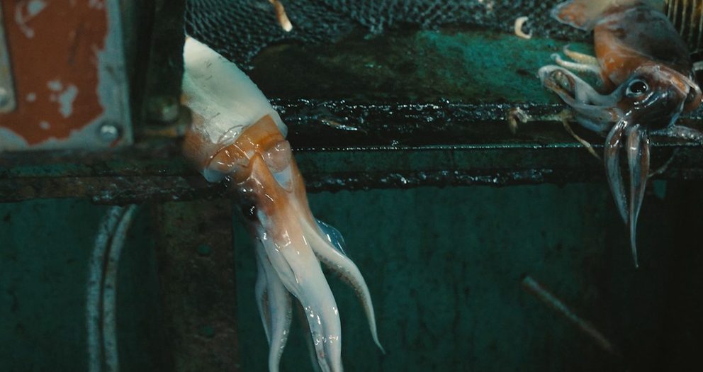 “Squid Fleet” Takes You Into the Opaque World of Chinese Fishing