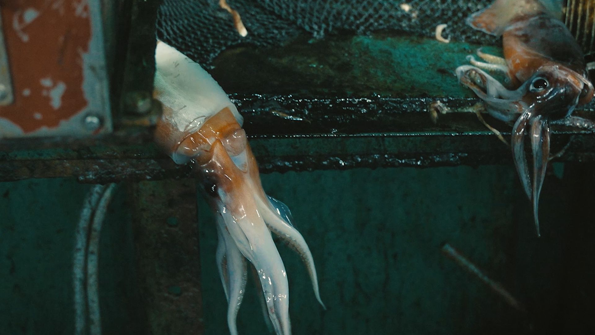 “Squid Fleet” Takes You Into the Opaque World of Chinese Fishing