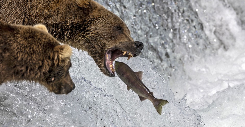 Brown Bears Fishing at Alaska’s Brooks Falls