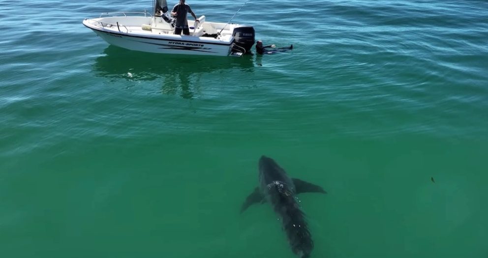 Man climbs into boat just in time as great white shark approaches