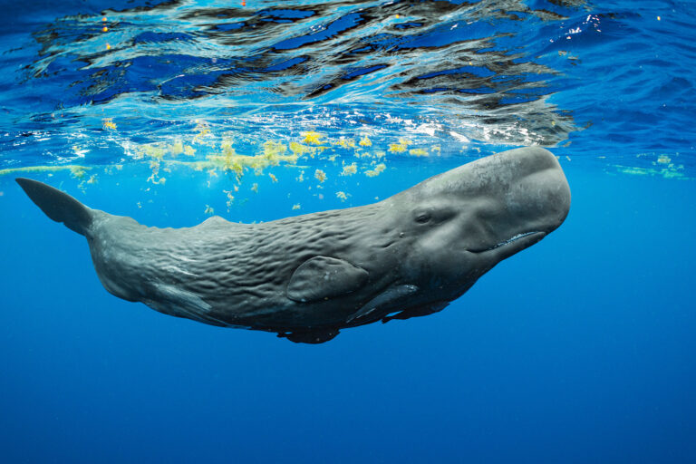 Dominica set to open world’s first reserve centered around sperm whales