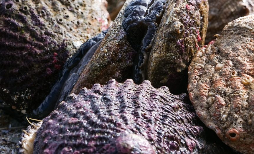 Abalone fishing ban spanning more than a decade to be reviewed along much of WA’s coast