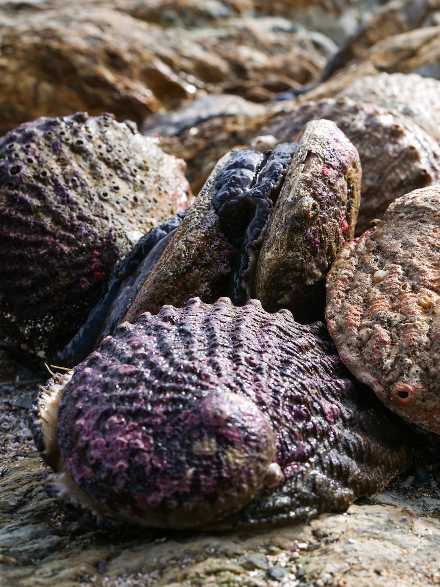 Abalone fishing ban spanning more than a decade to be reviewed along much of WA’s coast