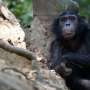 ‘Fishing’ chimpanzees found to enjoy termites as a seasonal treat