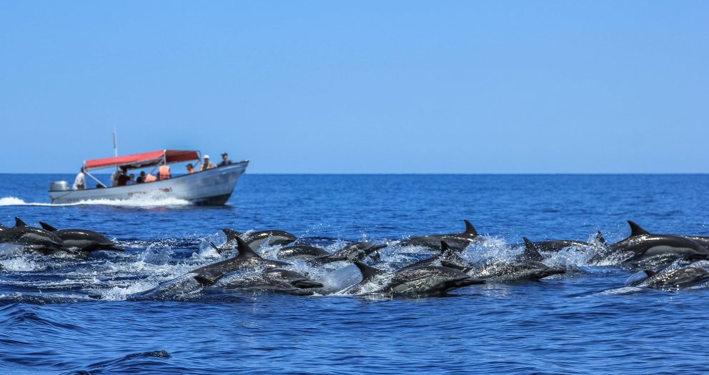 Stop feeding the dolphins—seriously