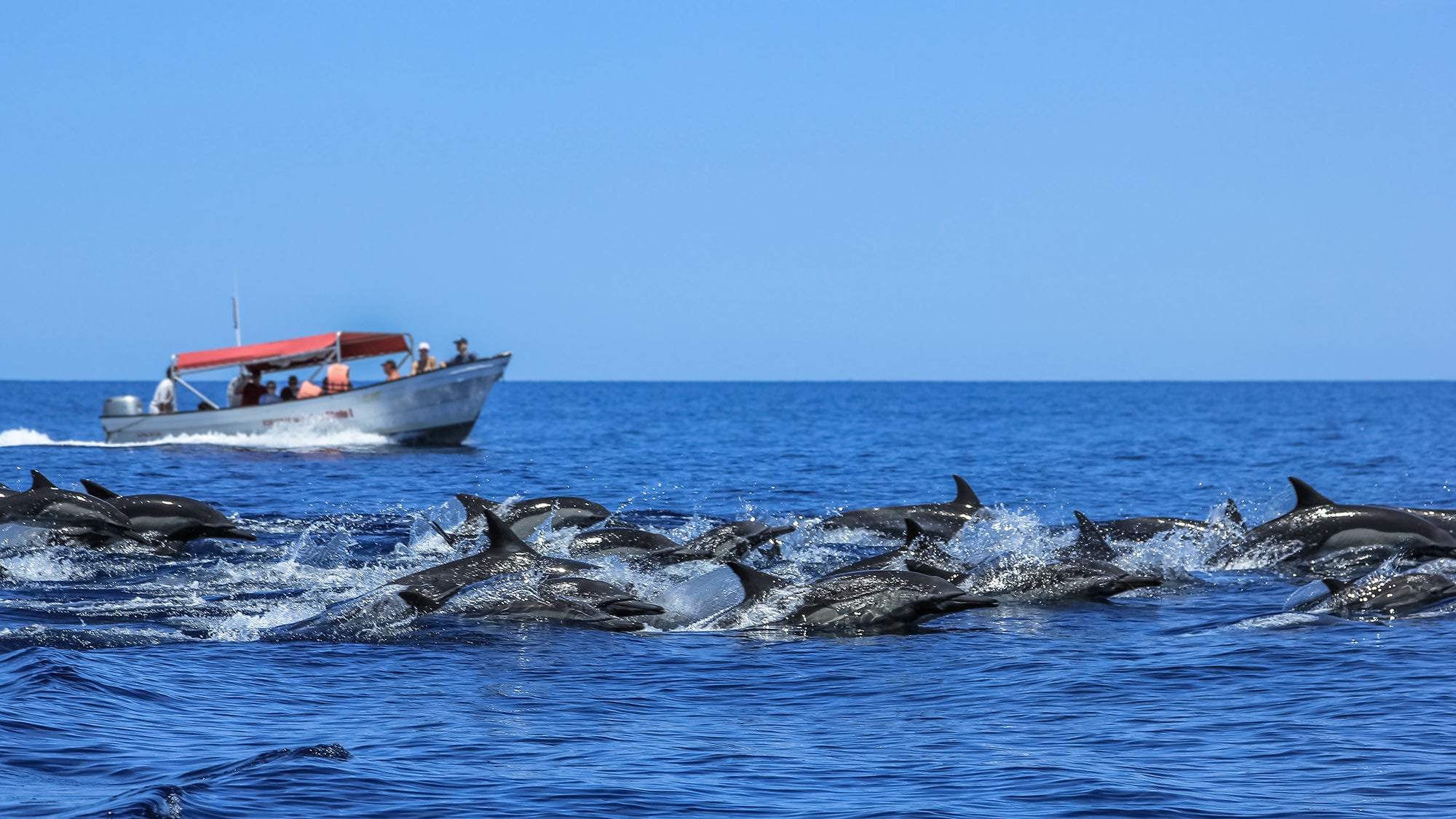 Stop feeding the dolphins—seriously