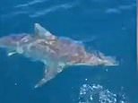 Terrifying moment handful of sharks circle a boat with two fishermen onboard off the coast of Perth