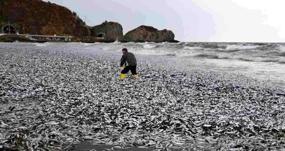 Sardines and Mackerels Blanket Beach in Hokkaido; Local Fishermen ‘Never Seen This Many’