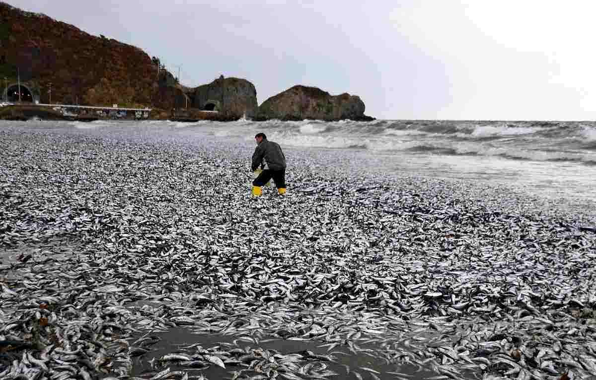 Sardines and Mackerels Blanket Beach in Hokkaido; Local Fishermen ‘Never Seen This Many’
