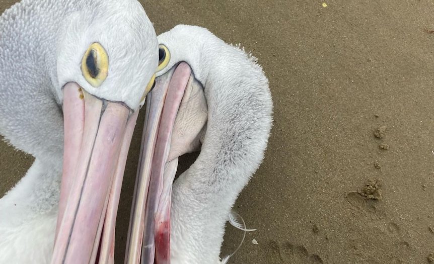 Pelicans injured by fishing hooks rescued in time by passing SA kayakers