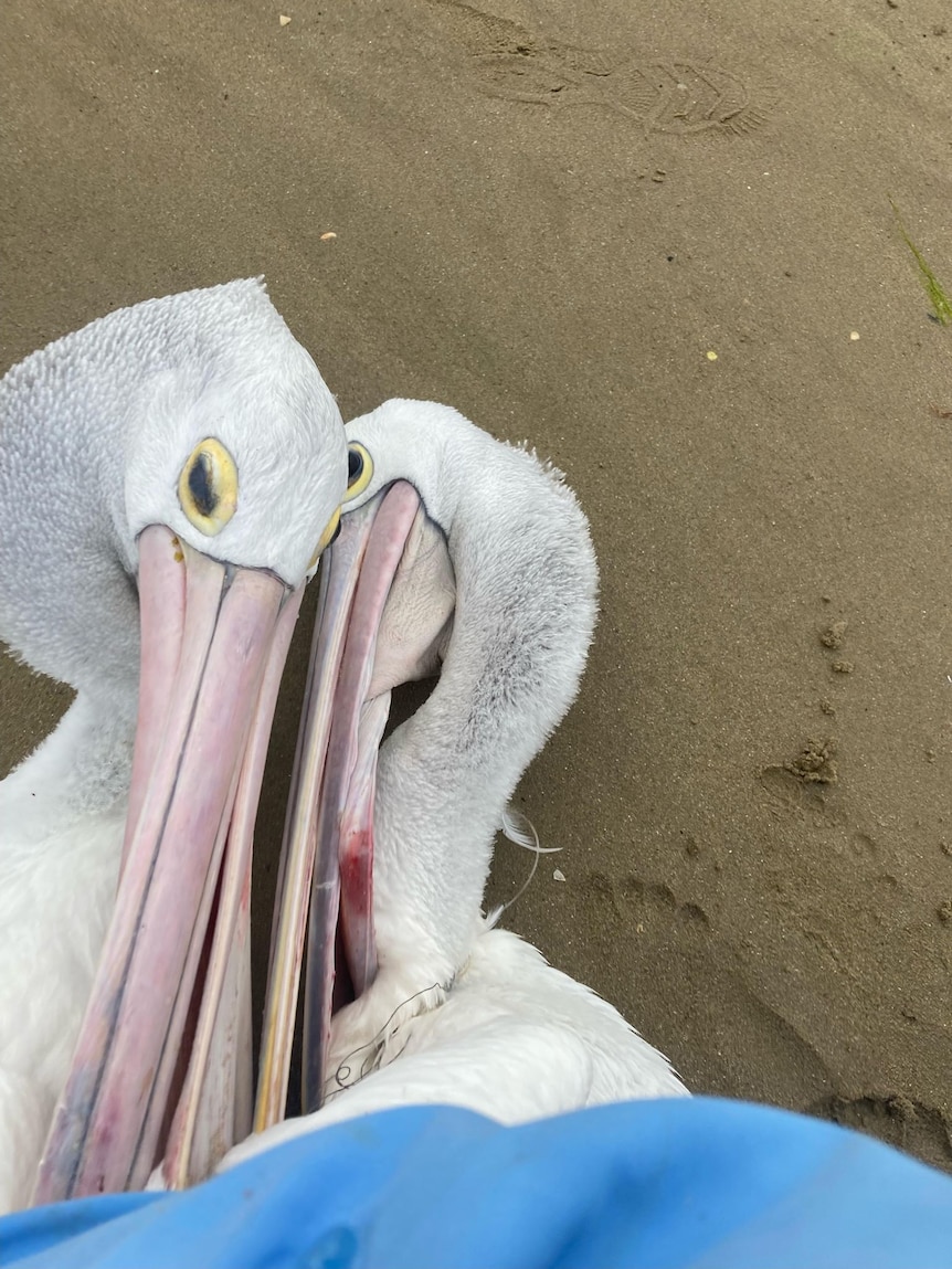Pelicans injured by fishing hooks rescued in time by passing SA kayakers
