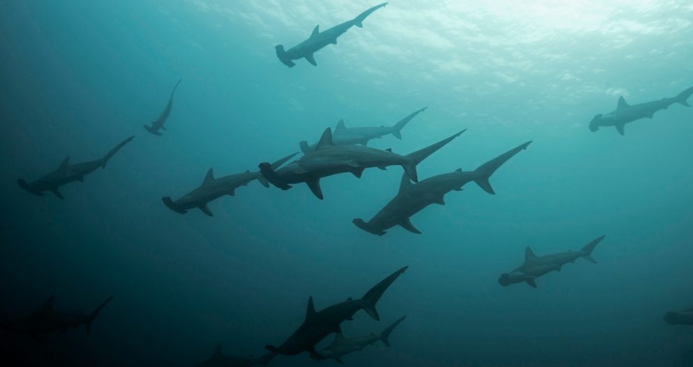 Hammerhead sharks are vanishing from their mountain homes in the Gulf of California, divers say