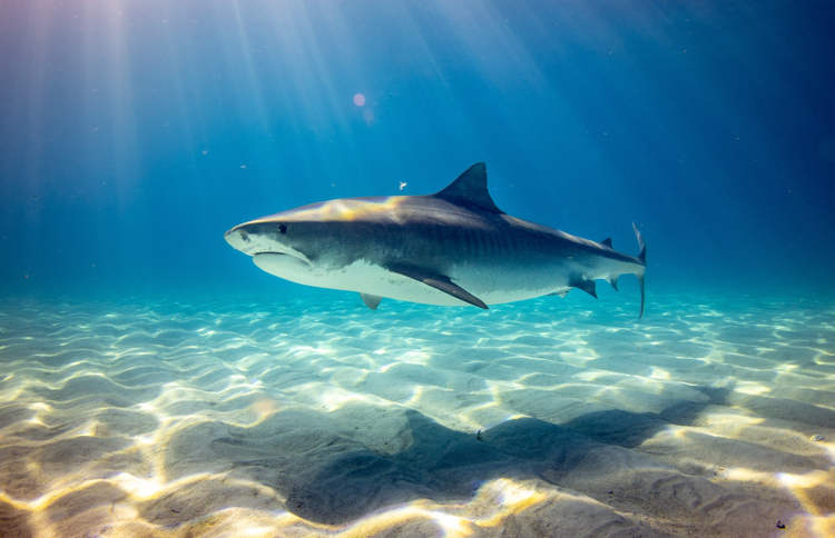Scubadiver Has Been Friends with a 15-Foot-Long Tiger Shark for Over Two Decades