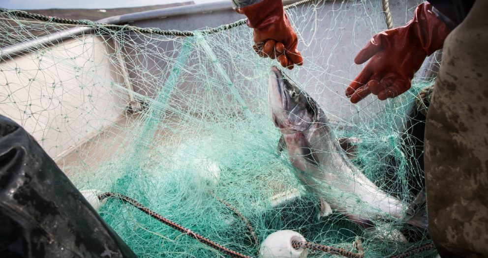 As salmon disappear, a battle over Alaska Native fishing rights heats up