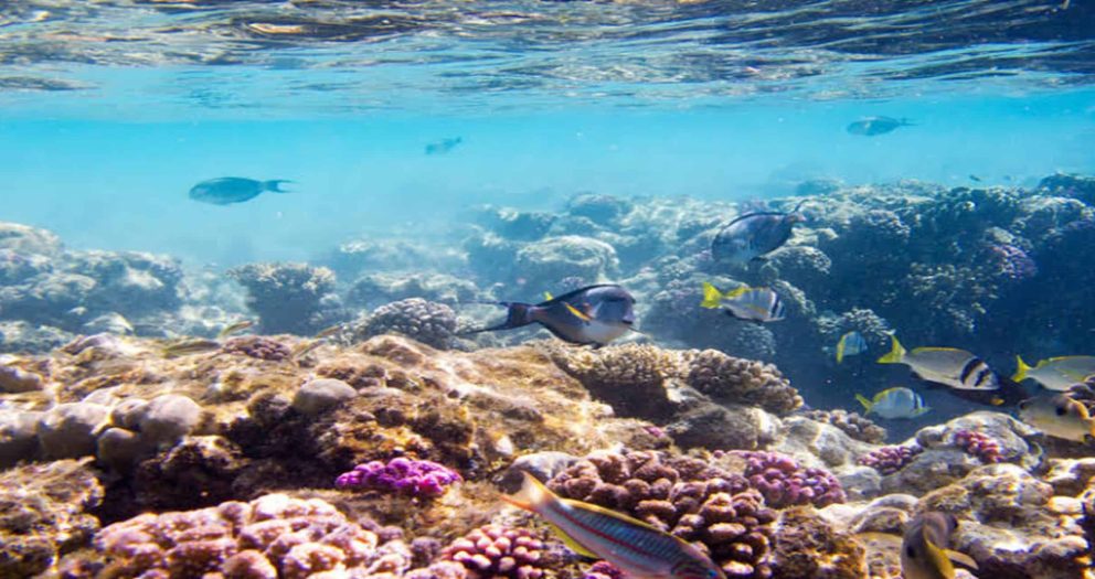 Saudi Marine Fisheries Reach Impressive Catch Figure: GASTAT