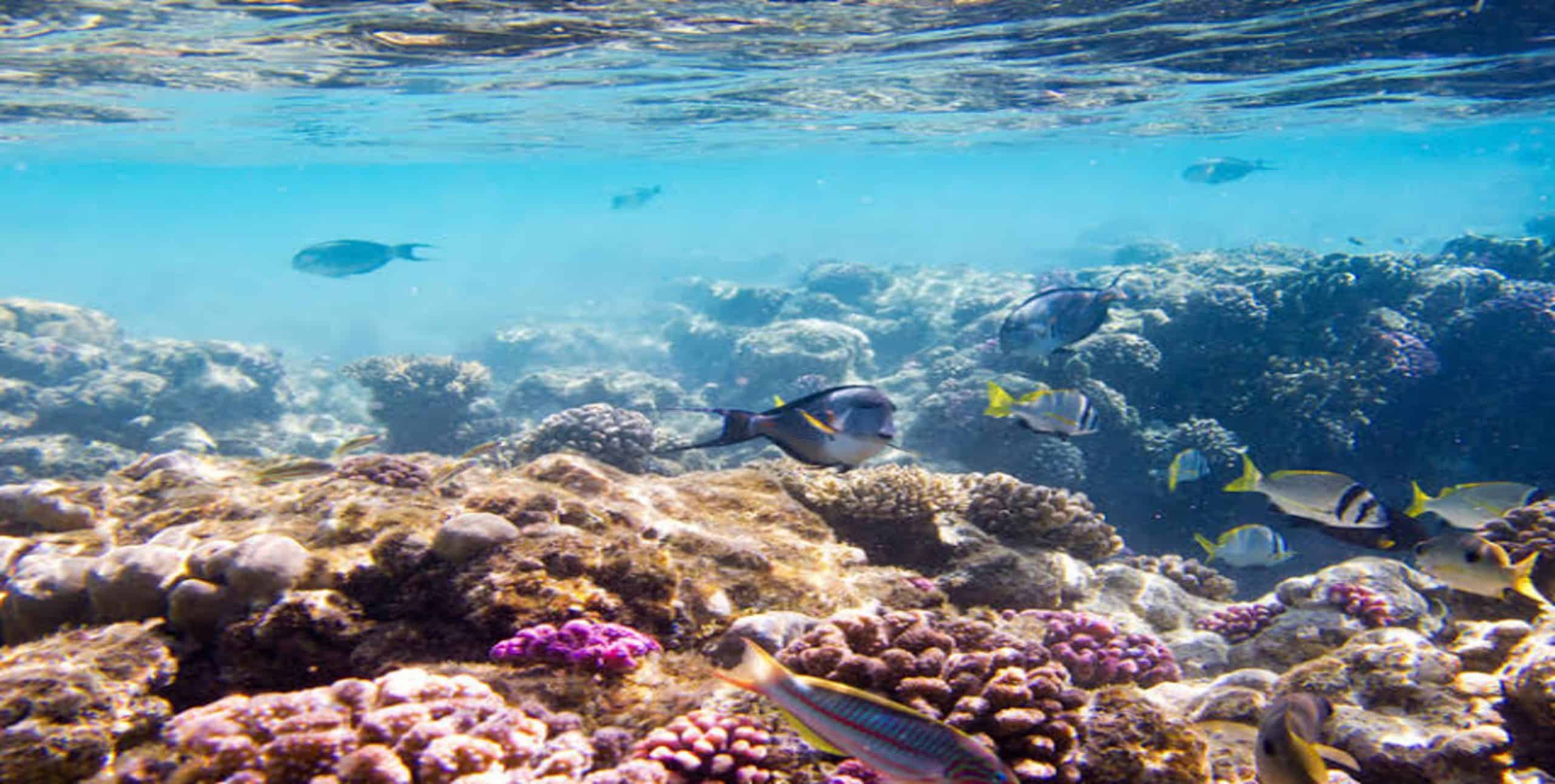 Saudi Marine Fisheries Reach Impressive Catch Figure: GASTAT