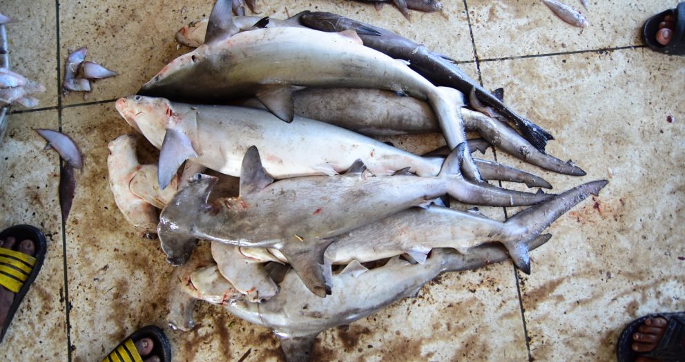 Humans now kill 80 million sharks per year, 25 million of which are threatened species