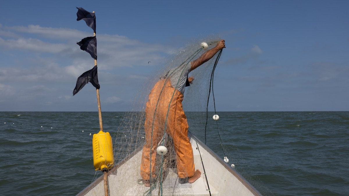 Sharks are still being killed at high rates—despite bans on finning
