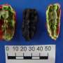 DNA from Stone Age chewing gum sheds light on diet, disease in Scandinavia’s ancient hunter-gatherers