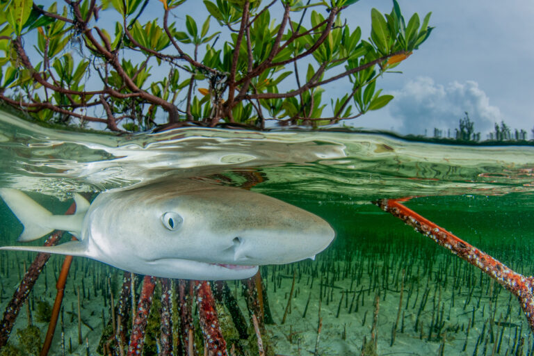 Ocean heating breaks record, again, with disastrous outcomes for the planet
